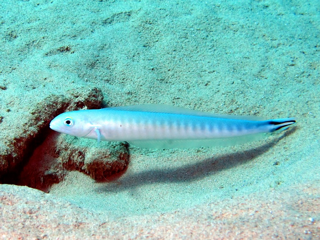 Un pesce da Sharm el Sheikh:  Malacanthus brevirostris